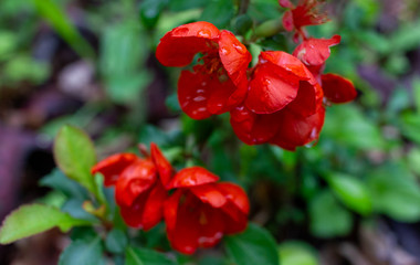 Early spring blooms Texas Scarlet Flowering Quince (Japanese chaenomeles) red flowers with raindrops on the petals. Selective focus. Blurred green background.
