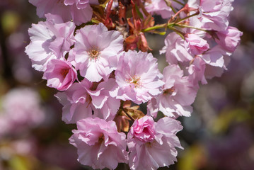 Sakura blossom against bright blue sky