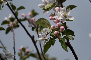 Obstbaum