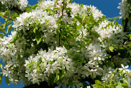 Branch of decorative apple tree all in bloom in the form of spere against bright blue sky