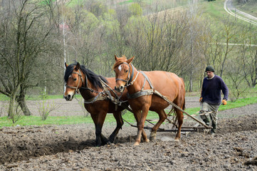 Man ploughing the field with horses