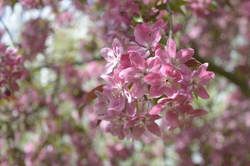 Closeup Malus purpurea known as Flowering Crab Apple with blurred background in spring park