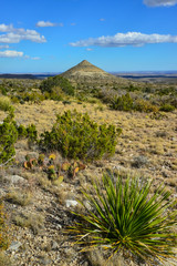Agave, yucca, cacti and desert plants in a mountain valley landscape in New Mexico,