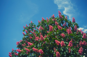 Obraz na płótnie Canvas blooming chestnut tree with pink flowers on a background of blue sky in spring
