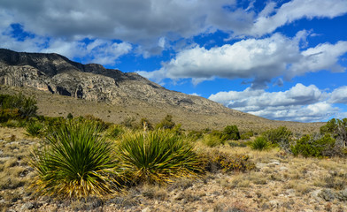 Agave, yucca, cacti and desert plants in a mountain valley landscape in New Mexico,
