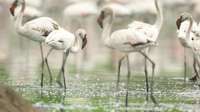 Subadult Lesser Flamingoes feed in  tide water around the mangroves of Mumbai in India, seen are adult pink birds as they dip their beaks in water feeding on blue-green algae and other planktons