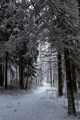 snow covered trees