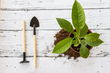 Tools for gardening at home. Growing pomelo in a flowerpot at home. Garden tools for pot plants: shovel and rake. Copyspace for text. Top view. Flatlay on wooden background.