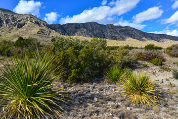 Agave, yucca, cacti and desert plants in a mountain valley landscape in New Mexico,