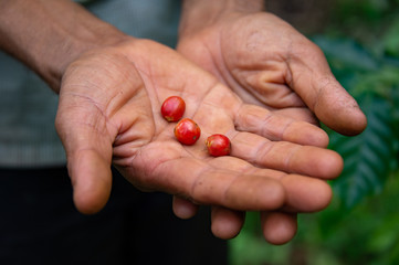 Freshly picked coffee in the hands of a Nepali coffee farmer. 