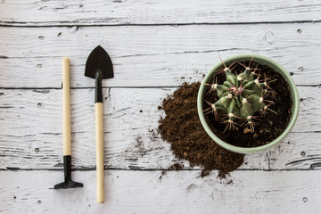 Tools for gardening at home. Growing cactus in a flowerpot at home. Garden tools for pot plants:...