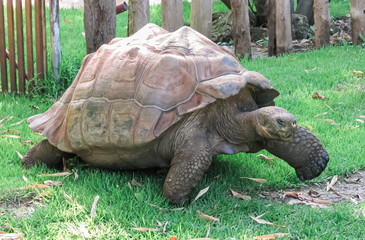 Fototapeta premium Giant Tortoise 