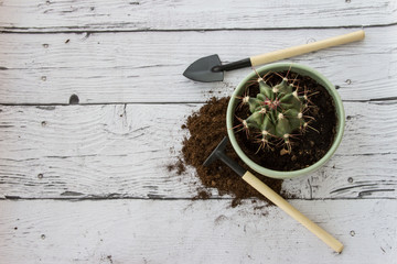 Tools for gardening at home. Growing cactus in a flowerpot at home. Garden tools for pot plants:...
