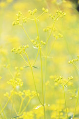 Fototapeta premium 女郎花