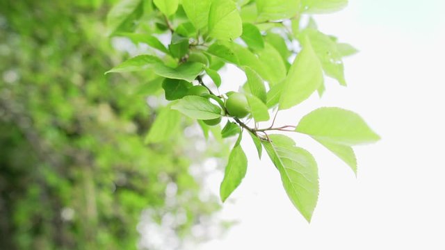 slow motion green plum in spring