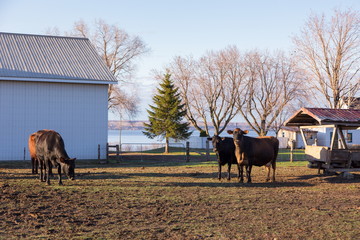Group of cows in their enclosure seen in the golden hour light during a spring morning, with the St. Lawrence River in soft focus background, Donnacona, Québec, Canada