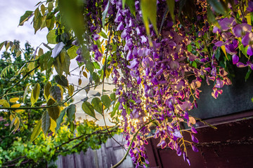 wisteria flower in the garden