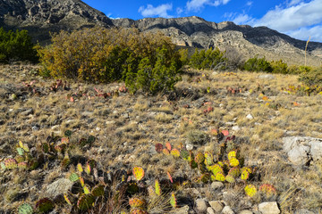Opuntia cacti and other desert plants in the mountains landscape in New Mexico, USA