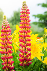 Lupine brush with red and yellow colors