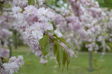 Closeup Prunus serrulata called also Japanese cherry with blurred background in spring park