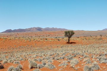 Einsamer Baum in den Sanddünen der ausgetrockneten Wüste Namib in Namibia