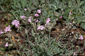 Gentle miniature gypsophila repens creeping baby's breath with drops of rain