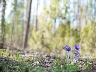 spring flowers lumbago in the forest. Purple spring flower