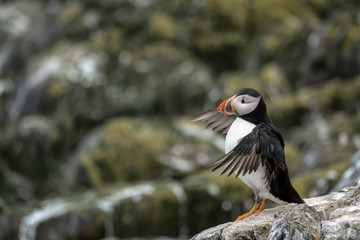 Puffin standing on a rock flapping its wings. Image taken in the Farne Islands, United Kingdom.