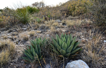 Agave, yucca, cacti and desert plants in a mountain valley landscape in New Mexico,