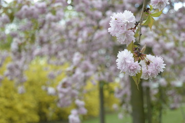 Obraz premium Closeup Prunus serrulata called also Japanese cherry with blurred background in spring park