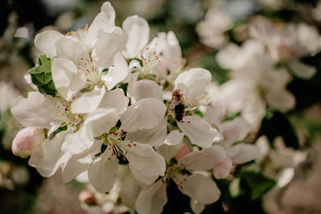 Spring flowering tree with white flowers and bees. Flowering apple tree branch.