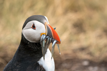 Naklejka premium Close up of a puffin with sand eels in its mouth. The breeding colony can be seen in the background. Image taken in the Farne Islands, United Kingdom.