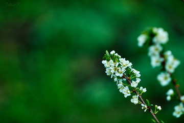 green leaves and flowers on a branch