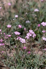 Gentle miniature gypsophila repens creeping baby's breath, the first year of flowering