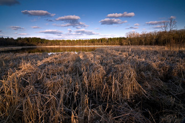 Fototapeta premium Clouds drift over a wetland habitat as sunset light streams across a shoreline of dried cattails.