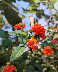 Beautiful Orange flower in garden