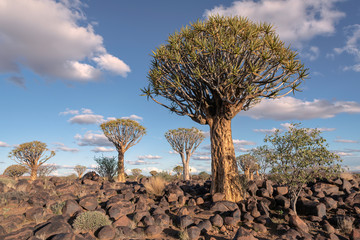 Quiver Tree Forest in Namibia