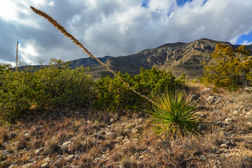Agave, yucca, cacti and desert plants in a mountain valley landscape in New Mexico,