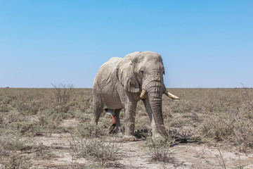 Obraz premium Einsamer Elefant in der ausgetrockneten Landschaft von Namibia