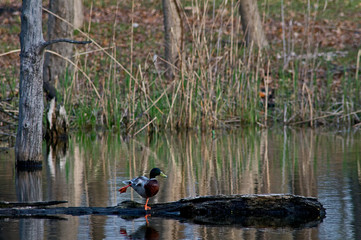 Obraz na płótnie Canvas A drake mallard duck balances on one foot on a floating log in a small pond.