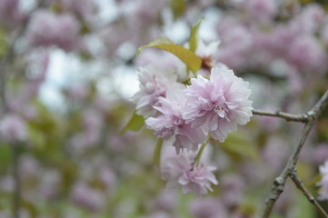 Closeup Prunus serrulata called also Japanese cherry with blurred background in spring park