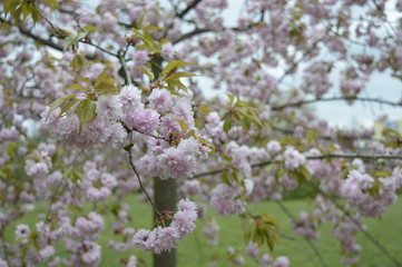 Closeup Prunus serrulata called also Japanese cherry with blurred background in spring park