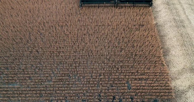 Combine harvesting Soybeans from above