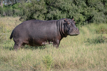 Hippo walking through an open field in Botswana