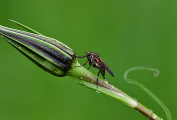 Fliege auf Blume