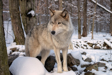 Obraz premium Gray wolf (also known as a Timber Wolf)in the snow
