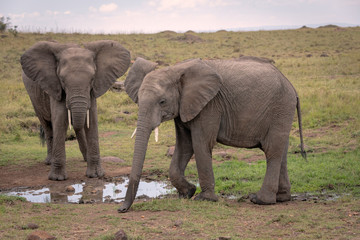 Two elephants gathered around a watering hole drinking water. Image taken in the Maasai Mara, Kenya.	