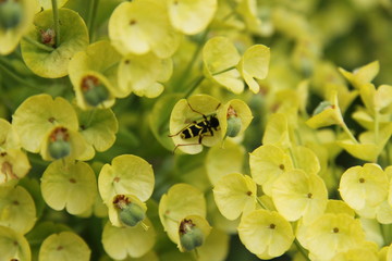 feuillage d'Euphorbes en macro 