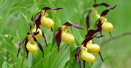 Europäischer Frauenschuh