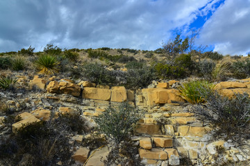 Agave, yucca, cacti and desert plants in a mountain valley landscape in New Mexico,